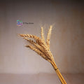 Wheat Bunches