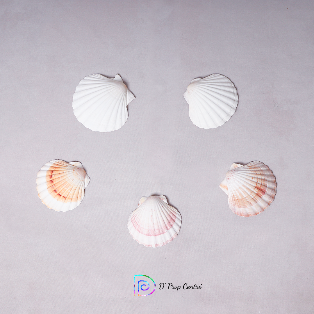 Shells - Set of 5