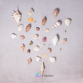 Assorted Sea Shells