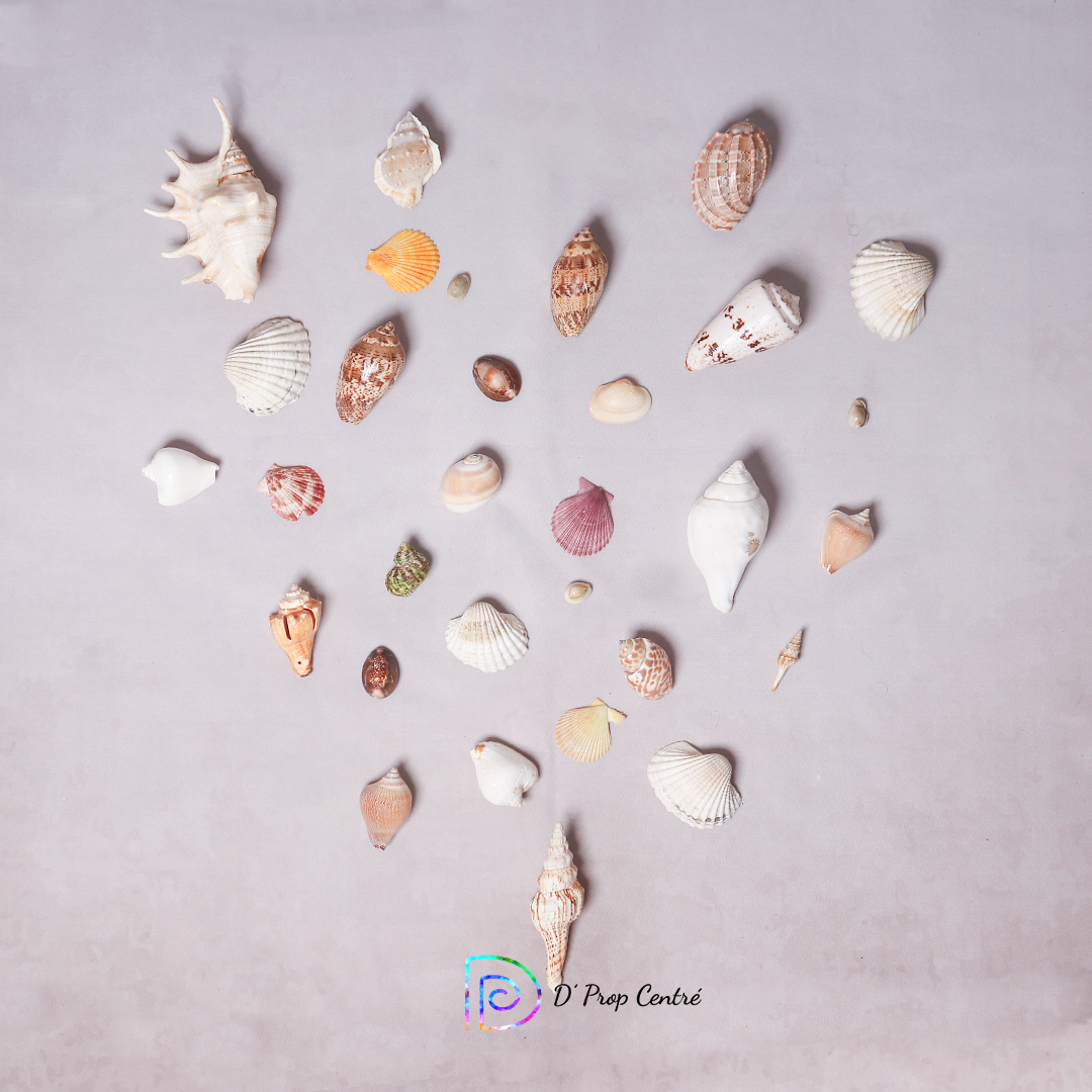 Assorted Sea Shells