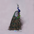 Peacock Type 2