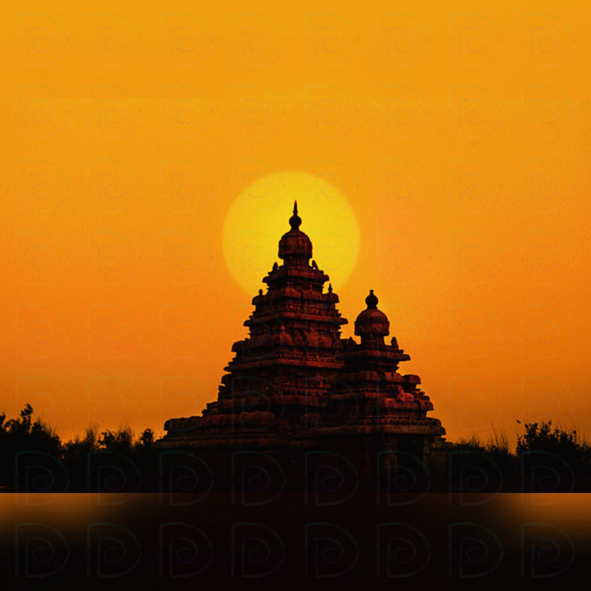Shore Temple Backdrop