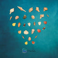Assorted Sea Shells