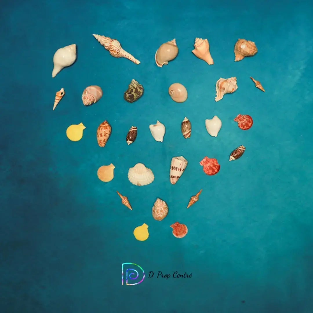 Assorted Sea Shells