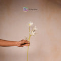 Daisy Flower