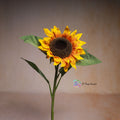 Single Sunflower