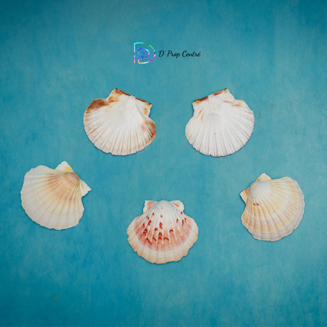 Shells - Set of 5