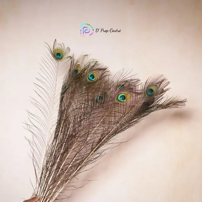 Peacock Feathers Set of 10