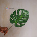 Tropical Leaf